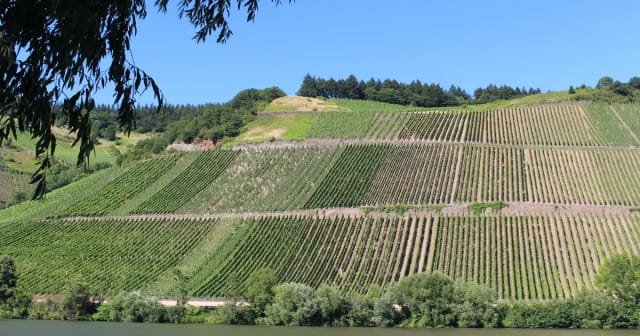 Moselle Valley Wine Tour from Frankfurt: Riesling & Cochem