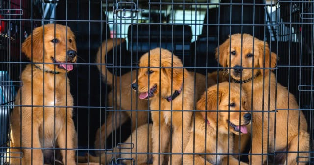 Travelling with Pets Through Frankfurt Airport