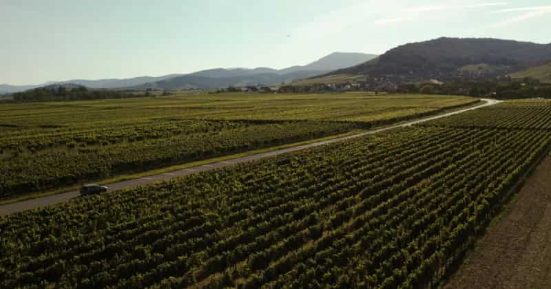 Airport transfer to Alsace Wine Route, France from Frankfurt Airport